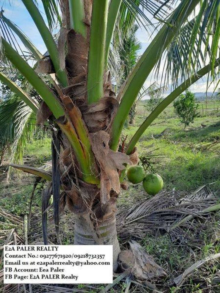 Agri Lot for Sale