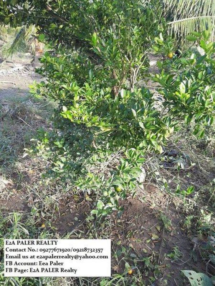 Agri Lot for Sale