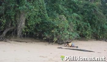 Busuanga Beach Lot